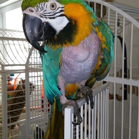 Parrot rescue near me - Click on a number to view those needing rescue in that state. "Click here to view Pet Birds in Illinois for adoption. Individuals & rescue groups can post animals free." - ♥ RESCUE ME! ♥ ۬.